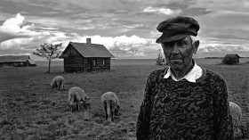 Old man, sheep