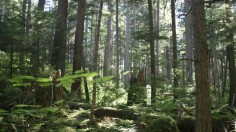 Tongass Forest