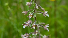 More orchids in Brandenburg