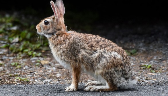 Rabbit On Pavement In Pennsylvania