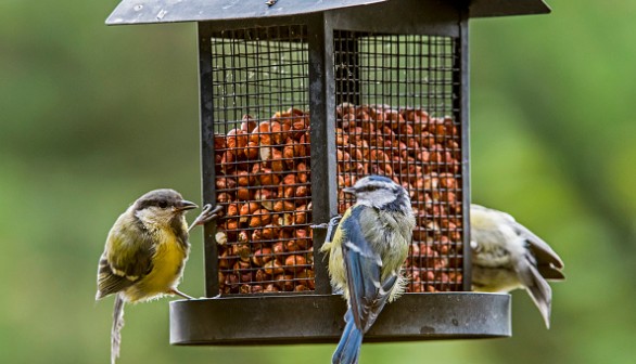 Birds feeding on nuts from bird feeder