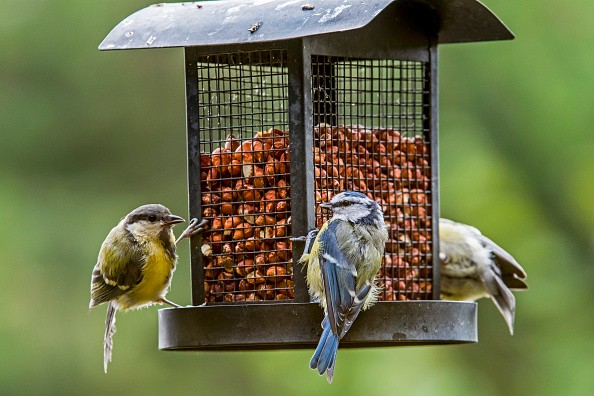 Birds feeding on nuts from bird feeder