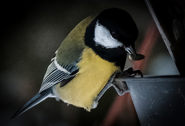 Bird feeding on nuts from bird feeder