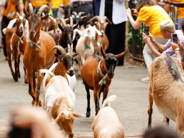 Running of the Goats