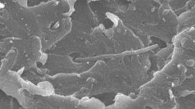 A Scanning Electron Microscopy (SEM) image of the new ultra-strong polymer reinforced with carbon nanotubes. 