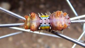 Cup moth caterpillar