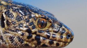 Tiny Island night Lizard No Longer Threatened Speices