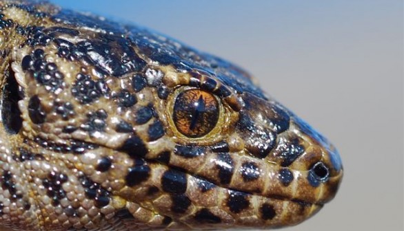 Tiny Island night Lizard No Longer Threatened Speices