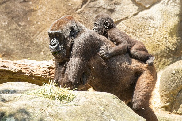 Gorilla and baby