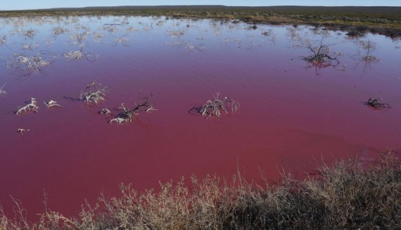 ARGENTINA-PINK-LAGOON