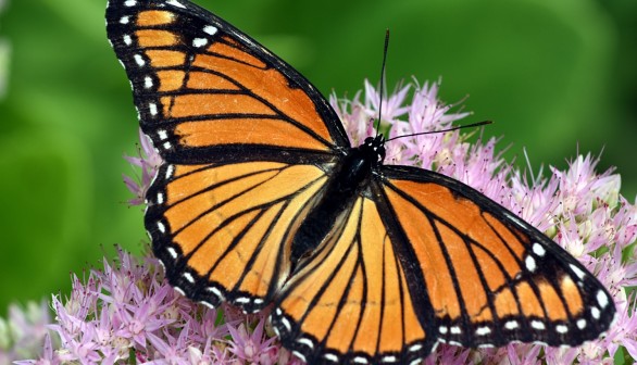 Orange Monarch Butterfly
