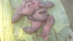 Baby Mice