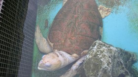 Loggerhead Sea Turtle