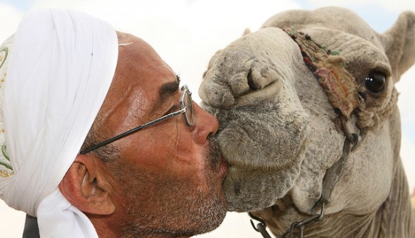 Kissing Camel