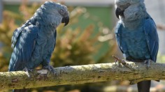 Spix's Macaw