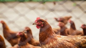 Want to build a chicken house? Here's everything you need!
