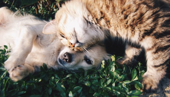 White Dog and Grey Cat Hugging