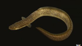 Eel