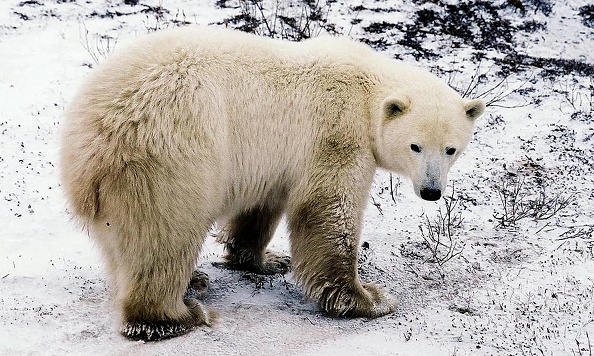 Hope For the Species: Despite Lack of Sea Ice, Polar Bear Population Found  Thriving | Nature World News