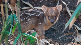 Pudu puda 