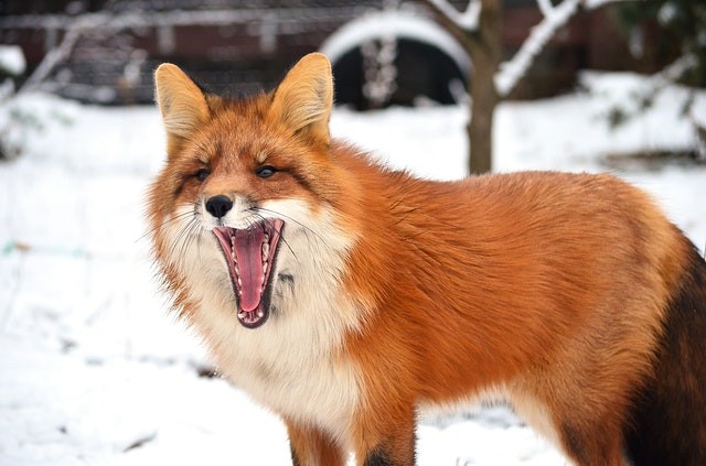 Birds can steal fur from a fox to make their nest comfortable