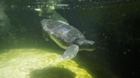 sea turtle named Hofesh