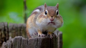 Chipmunk