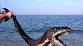 lancetfish