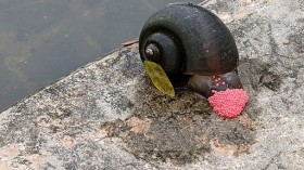 Golden Apple Snail