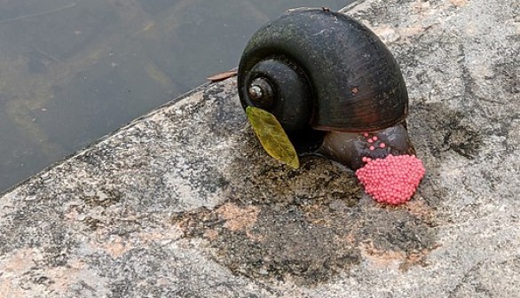 Invasive Species Of Giant Snails Invade San Antonio River Threatening Aquatic Life Nature World News