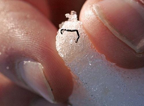 ice worms emerge in pacific northwest glaciers
