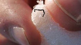 Ice Worm Against Fingernail