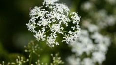 Hemlock Plant