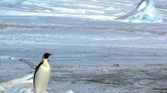 Emperor Penguin