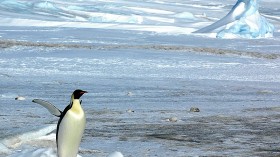 Emperor Penguin