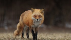 Th Red Fox