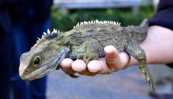 Tuatara