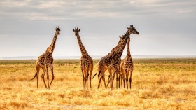 Giraffes