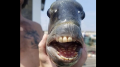 Mysterious Fish With Human-like Teeth Leaves Beachgoers in Fear in North Carolina