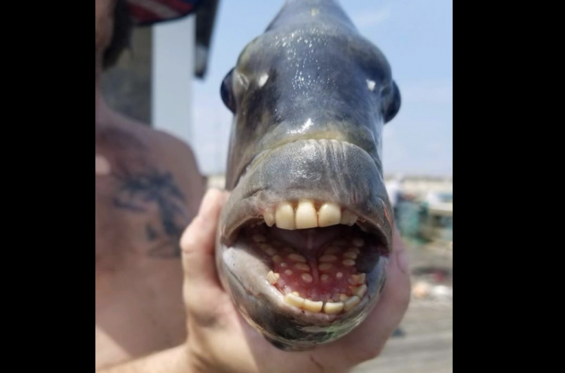 Mysterious Fish With Human-like Teeth Leaves Beachgoers in Fear in North Carolina
