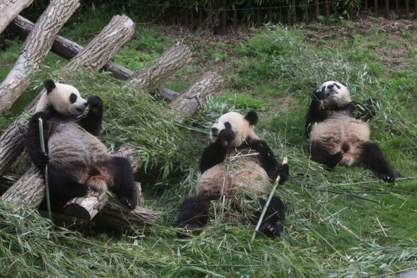Panda Enclosure
