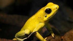 Golden Poison Frog