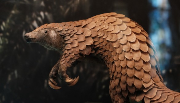 Pangolin