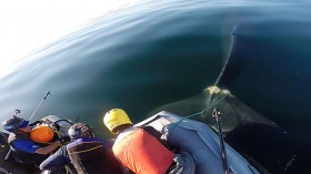 humpback whale entangled in crab trap