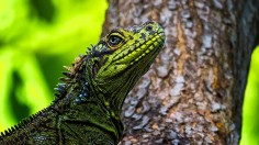 Philippine Sailfin Lizard