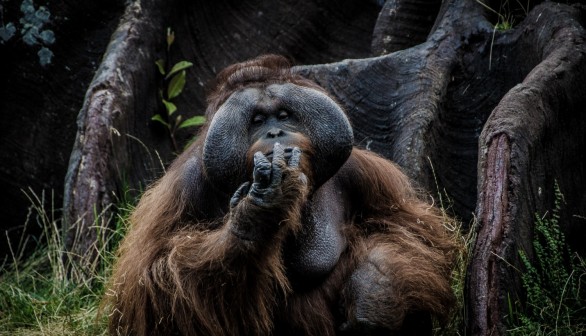 Orangutan in the forest in Asia