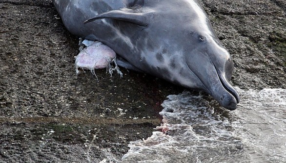 Beaked whale