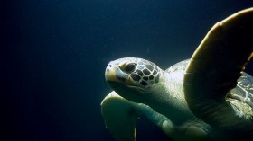 sea turtle