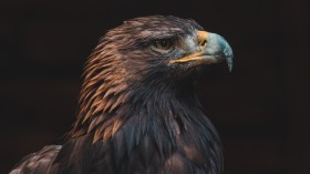 Black and Brown Eagle