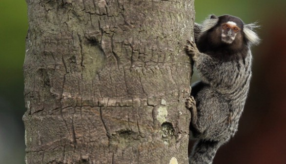 Marmoset